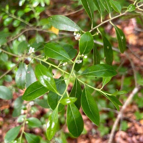 Ilex glabra List