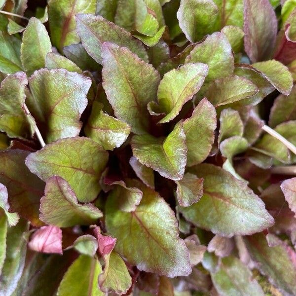 Lobelia cardinalis Leaf