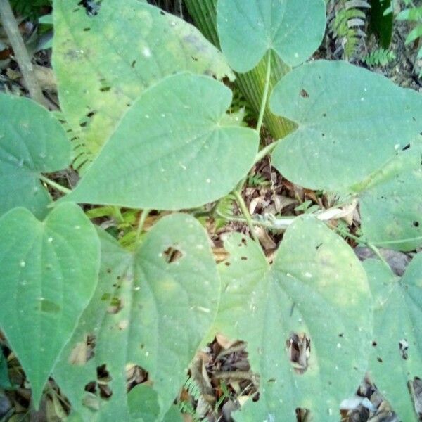 Piper marginatum Blad