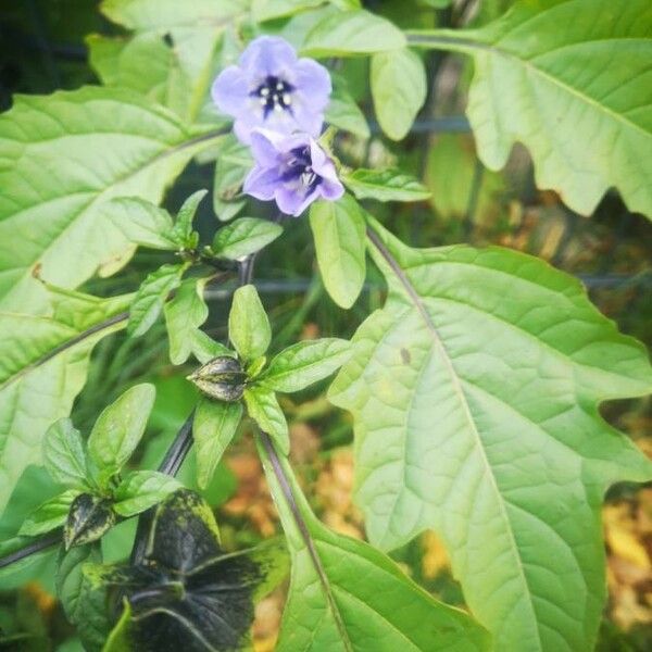 Nicandra physalodes Blomst