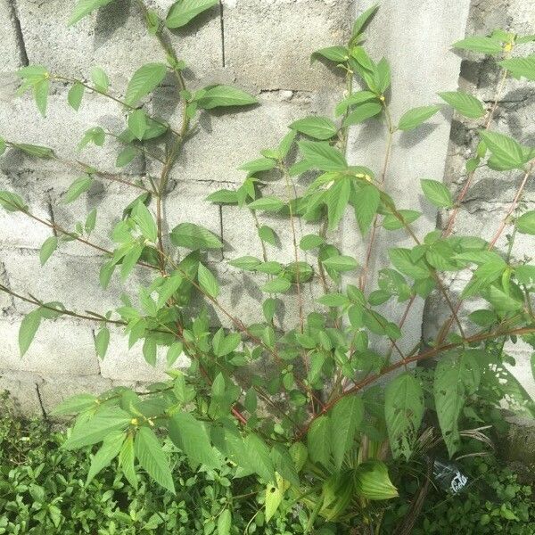 Corchorus aestuans Feuille