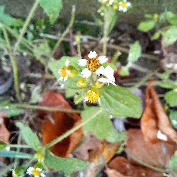 Galinsoga parviflora Blüte