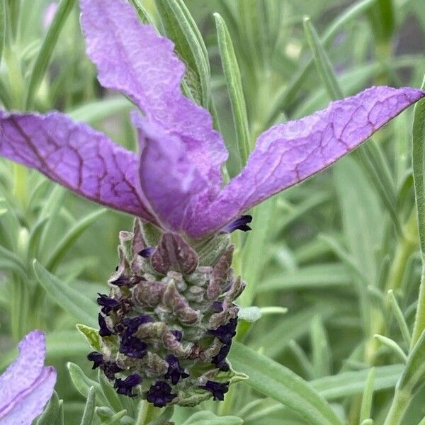 Lavandula stoechas 花