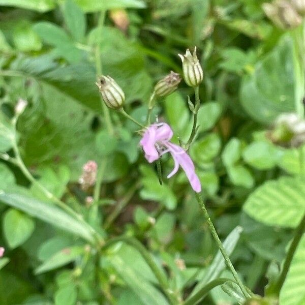 Silene flos-cuculi Flower