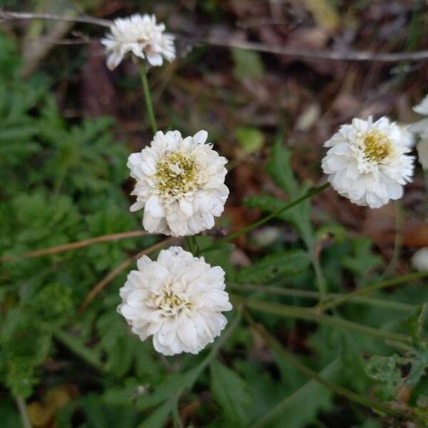 Tanacetum parthenium Flower