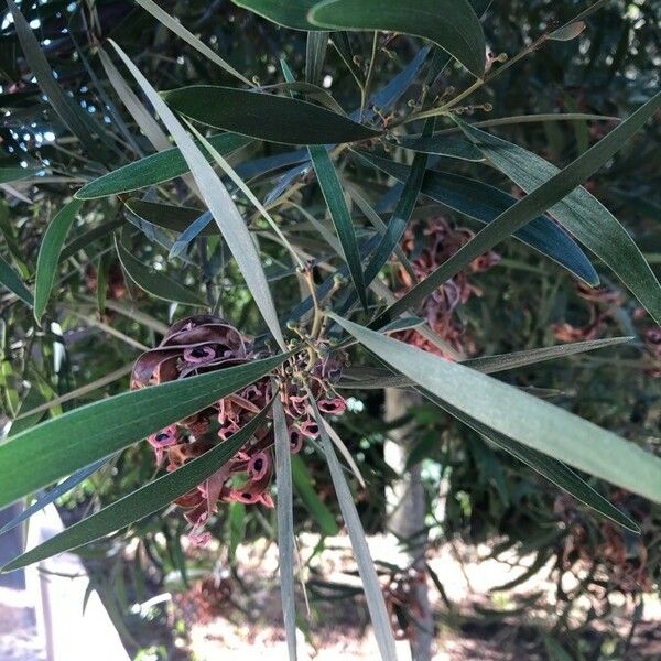 Acacia retinodes Blatt