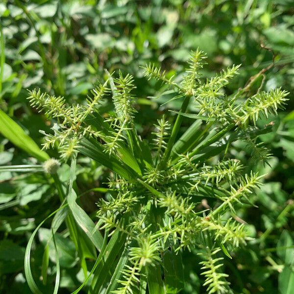 Cyperus meyenianus Flor