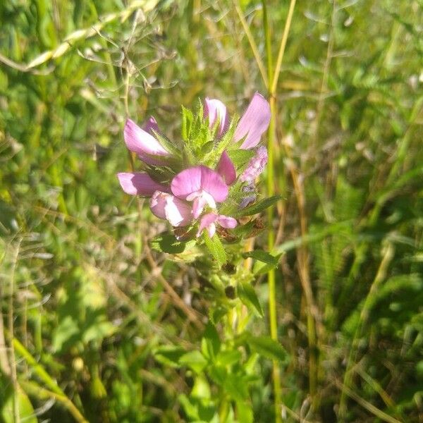 Ononis arvensis Blomma