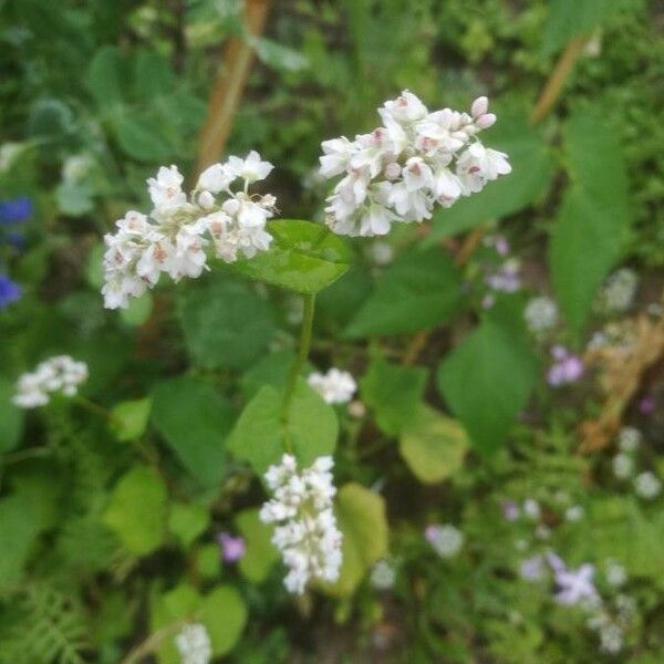 Fagopyrum esculentum Bloem