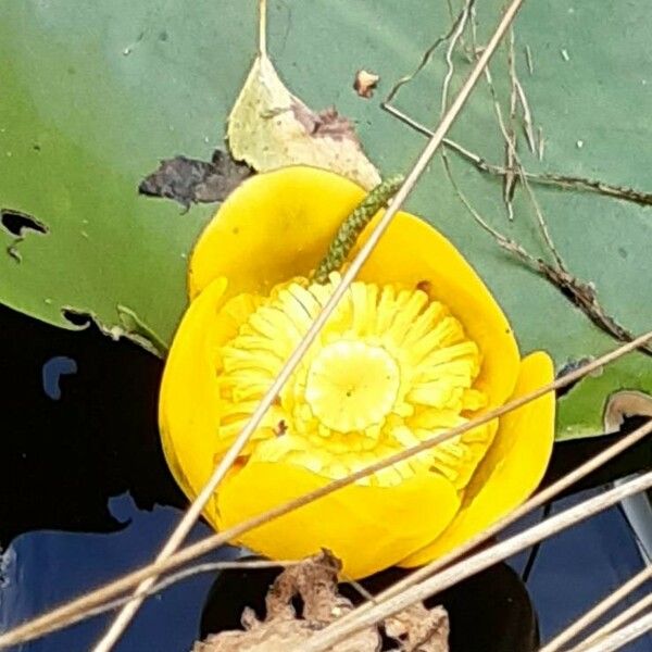 Nuphar lutea Flower