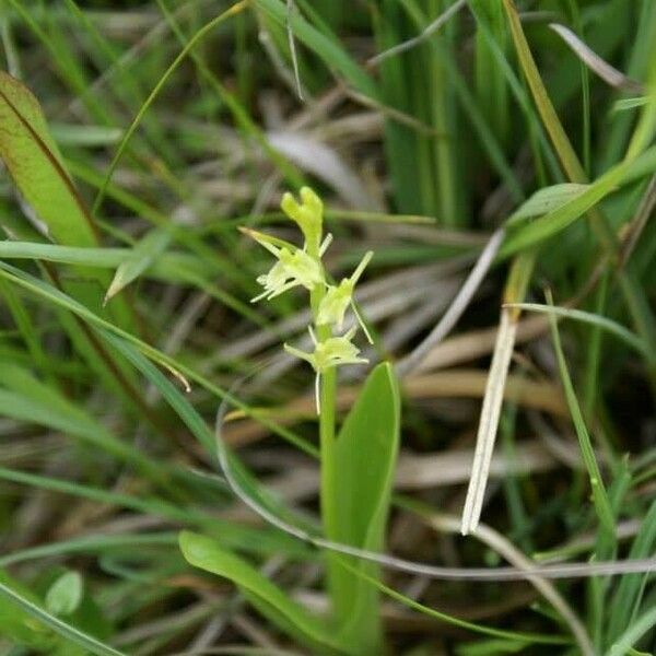 Liparis loeselii Blomma