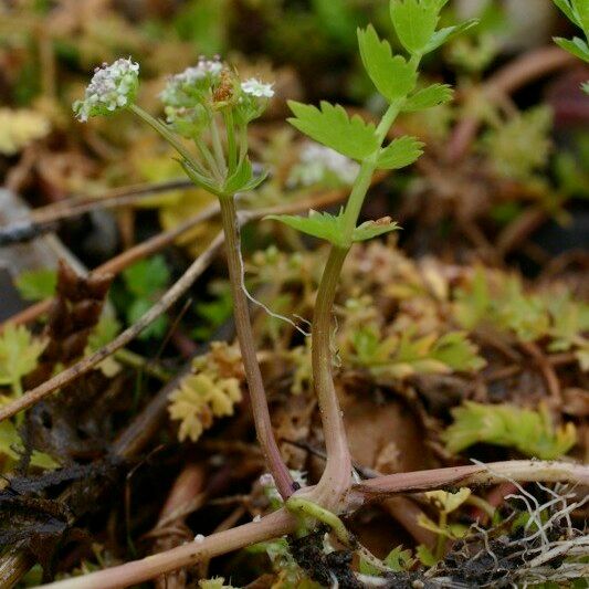 Helosciadium repens অভ্যাস