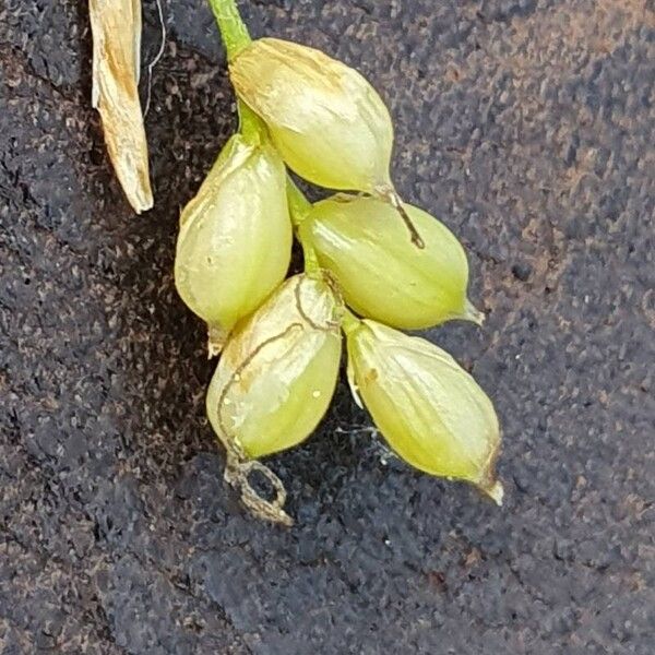 Carex alba Flor