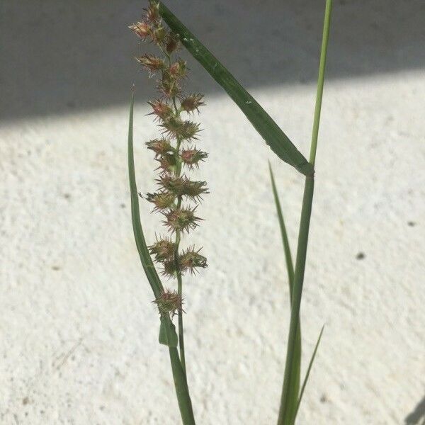 Cenchrus echinatus പുഷ്പം