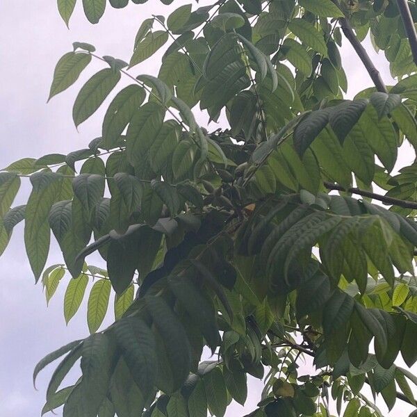 Juglans mandshurica Leaf