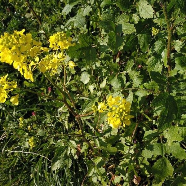 Draba muralis Flower