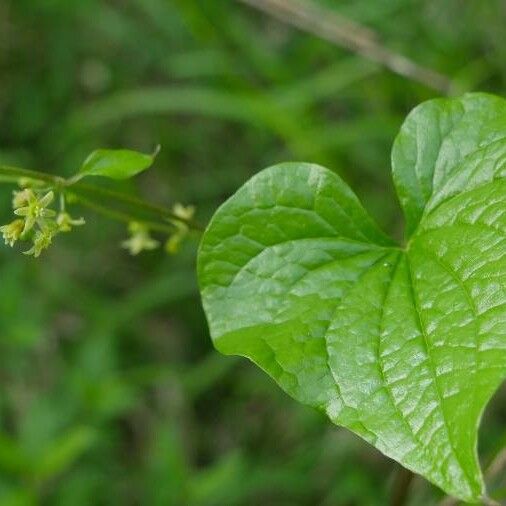 Dioscorea communis Flower