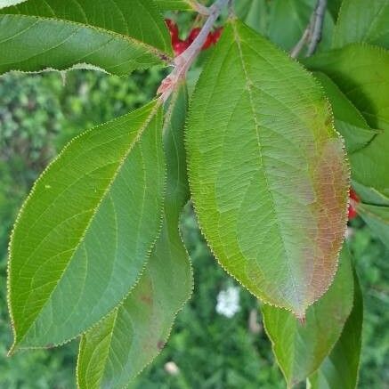 Aronia arbutifolia Feuille