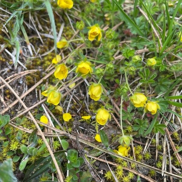 Potentilla verna Lorea