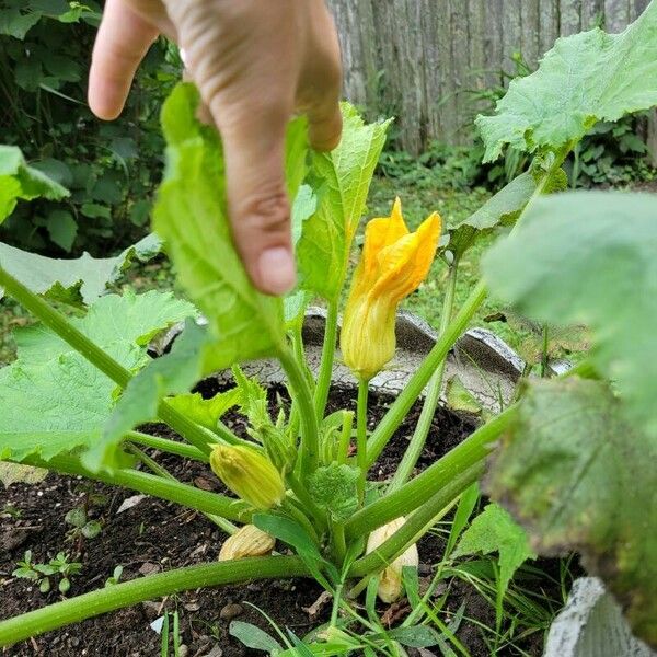 Cucurbita pepo Leaf