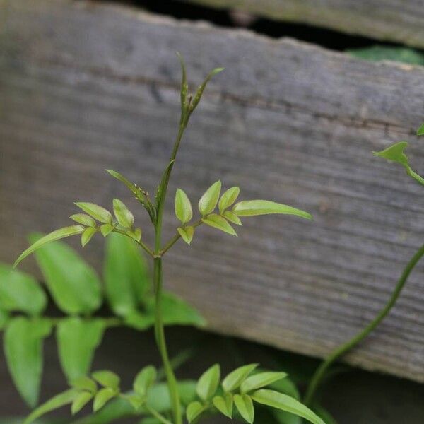 Jasminum officinale List