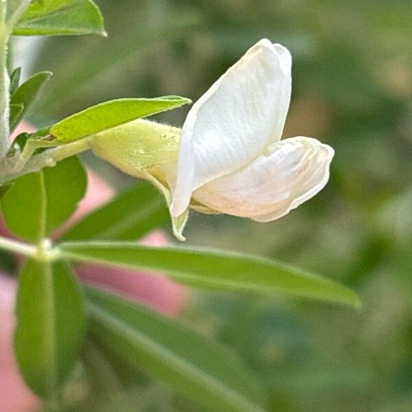 Chamaecytisus prolifer Blomma