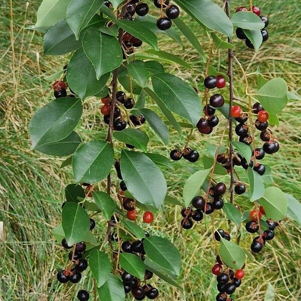 Prunus virginiana Hábito