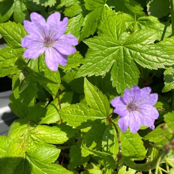 Geranium nodosum Цвят