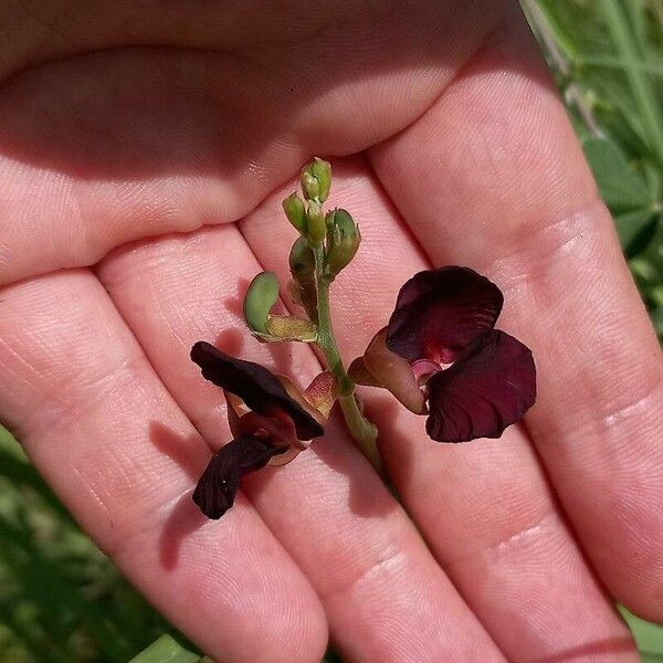 Macroptilium atropurpureum Cvet