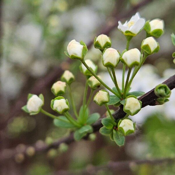 Spiraea hypericifolia Blüte