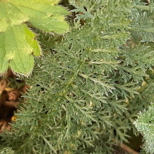 Achillea macrophylla Folha