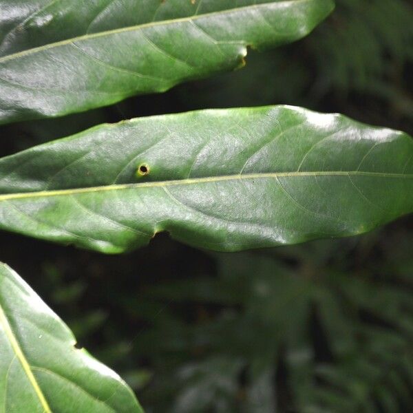 Cnestis polyphylla Leaf