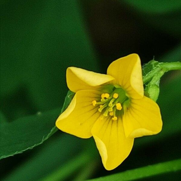 Oxalis stricta Flors