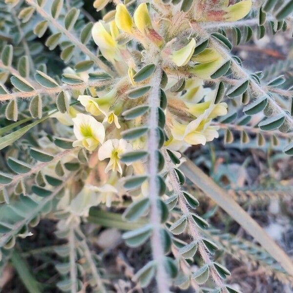 Astragalus trigonus Квітка