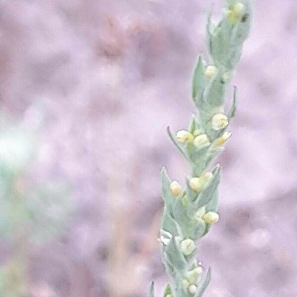 Thymelaea passerina Flower