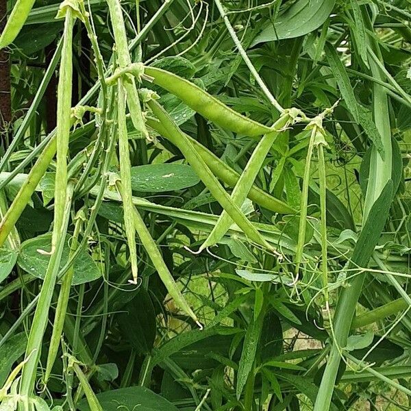 Lathyrus odoratus Plod