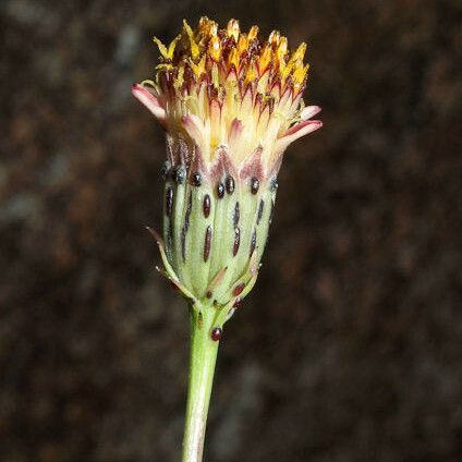 Adenophyllum porophylloides Bloem