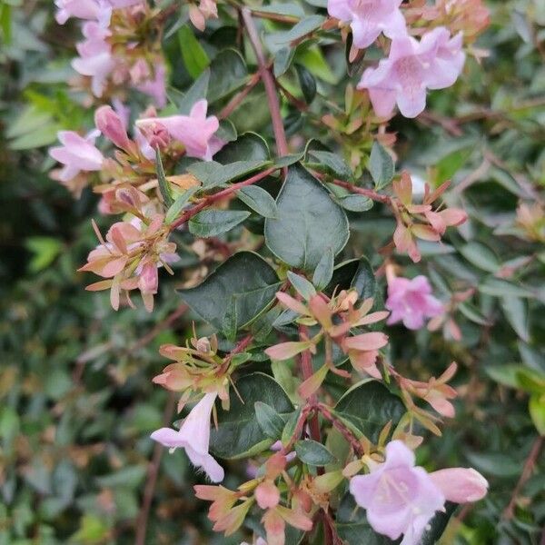 Abelia chinensis Цветок