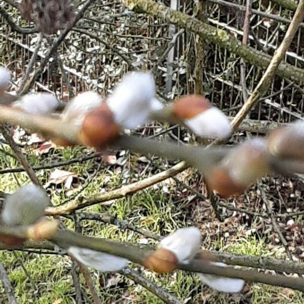 Salix caprea പുഷ്പം