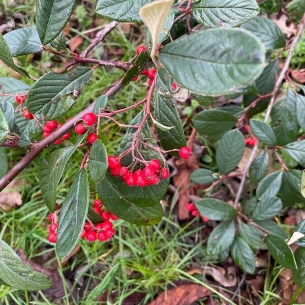 Cotoneaster coriaceus Vekstform