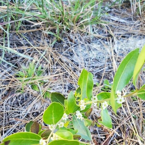 Ilex coriacea Flor