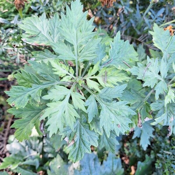 Artemisia verlotiorum Leaf