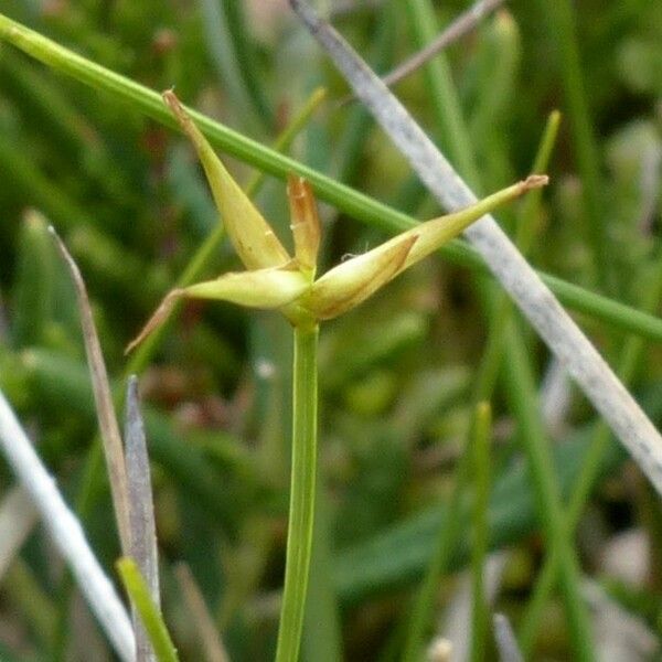 Carex pauciflora Flower