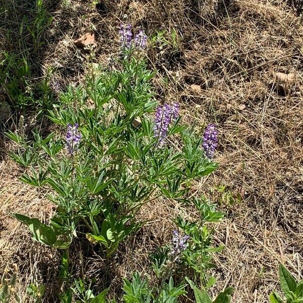 Lupinus argenteus Fuelha