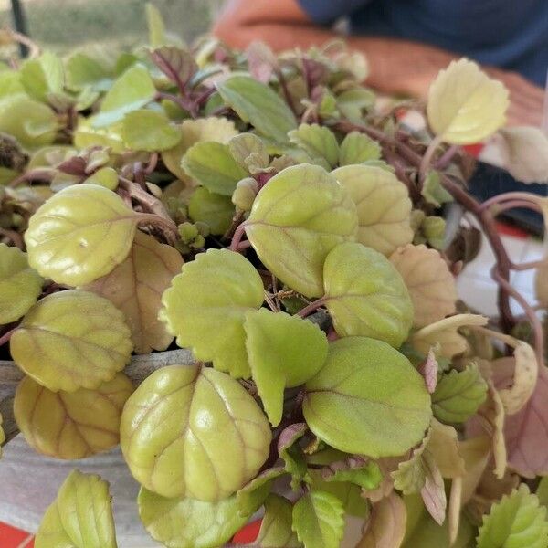 Plectranthus verticillatus Leht