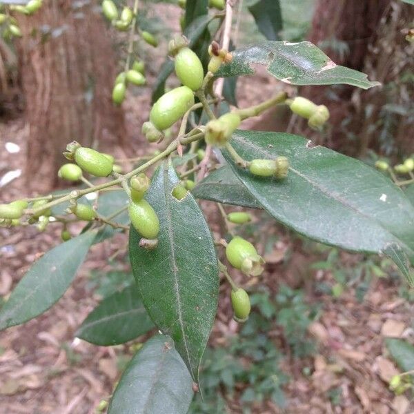 Myrcia splendens Plod