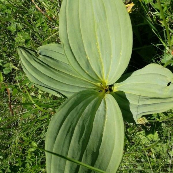 Gentiana lutea Lehti