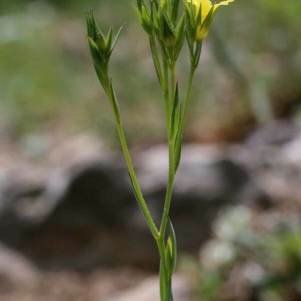 Linum corymbulosum Folha