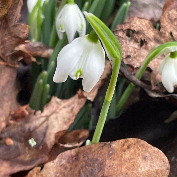 Galanthus nivalis Liść