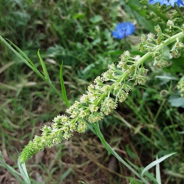 Reseda luteola Kukka